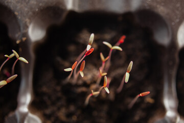 sprouts of amaranth red. micro greens. how to germinate amaranth. health benefits