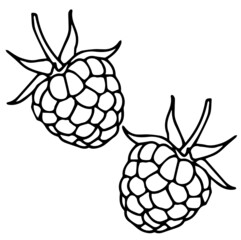 2 raspberries . Vector illustration - obrazy, fototapety, plakaty