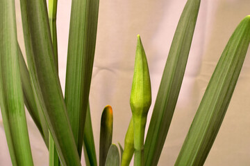 Green Daffodil Bud 04