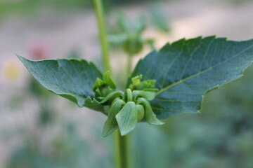 close up of a plant in the garden