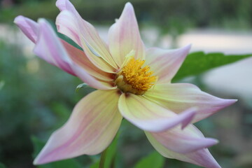 pink lotus flower