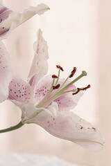 Beautiful floral background. White and soft pink lily flowers on white background. Tenderness. Mock up, copy space