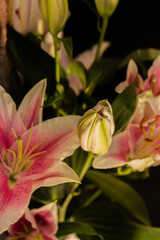Hooded bud of pink lily flower, lily flowers on dark background close up. Flowers in the sunlight