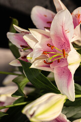 Fototapeta na wymiar Close up of pink and white lily flower, lily flowers on dark background..Lily flower, pink lily, flower, purity
