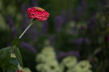 A close up of a  single coral zinnia elegans against a dark background of blue and green flowers