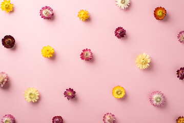 Top view photo of the many nice colorful different flower heads scattered on the pastel clean pink background