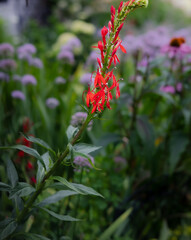 Red Pineapple sage,  a rangy, semi-woody to herbaceous shrub that produces an open-branched clump of erect, square stems with producing tubular scarlet-red flowers