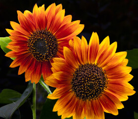Deep red chianti red sunflower against a dark background.  A dramatic Wine-red hybrid sunflower...