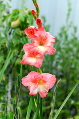 Gladiolus in the garden close up