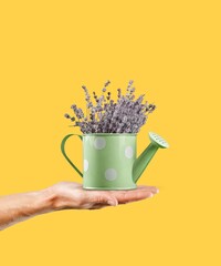 Female hand holding plant pot with green plant