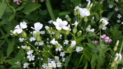 Nahaufnahme einer weißen Kuhnelke (Blume)