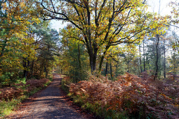 Obraz premium Haute plaine borne Forest road in Fontainebleau forest