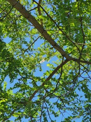 Fototapeta premium green leaves against blue sky