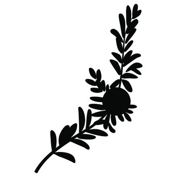 Single branch of crowberry or blackberry with one berry. Empetrum nigrum. Black silhouette on white background.