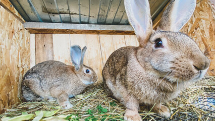 
Cute animals. Fluffy rabbits on the farm