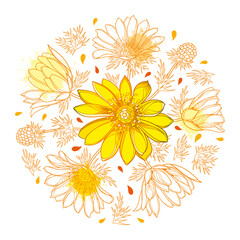 Round bunch of outline Adonis vernalis or spring pheasant's eye in pastel yellow isolated on white background.