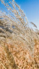 Landscape stories. The mood is autumn. The setting sun on the background of cereals.