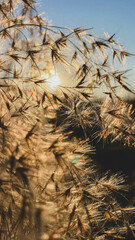 Landscape stories. The mood is autumn. The setting sun on the background of cereals.