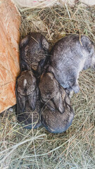 Pets are baby rabbits