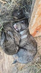 Pets are baby rabbits