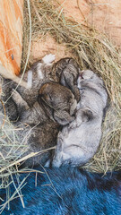 Pets are baby rabbits