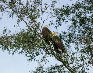 Bald Eagles Perched on a Tree Branch Getting Ready for the Brooding Season