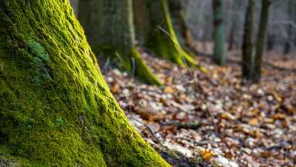 grüne Moosbewachsene Baumstämme im Wald