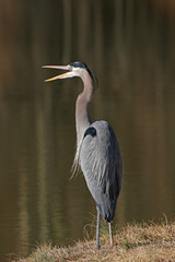 A great blue heron stands on a wooden dock.