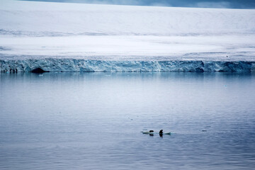 Glacier, Ice front and walruses on a small ice floe