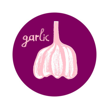 Vector garlic icon isolated. Allium drawing for Oil packaging, dried spices label, banner design. Rural food concept, rustic Illustration. Vegan symbol. Vegetarian sign for logo. Organic garlic badge.