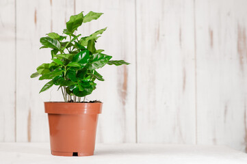 Arabica coffee green plant in a pot. Growing coffee. White background. Ecological concept. Place for text.