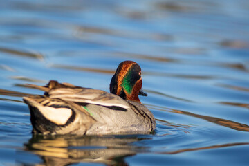 Swimming duck. Eurasian Teal. (Anas crecca) Blue water background. 