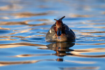 Swimming duck. Eurasian Teal. (Anas crecca) Blue water background. 