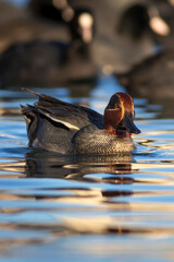 Swimming duck. Eurasian Teal. (Anas crecca) Blue water background. 