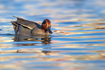 Swimming duck. Eurasian Teal. (Anas crecca) Blue water background. 