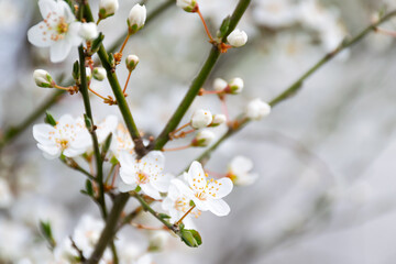 blossom season background. white flowers on the branch in spring. beautiful tree in the garden. beauty in nature concept