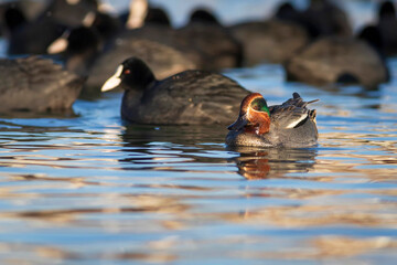 Swimming duck. Eurasian Teal. (Anas crecca) Blue water background. 