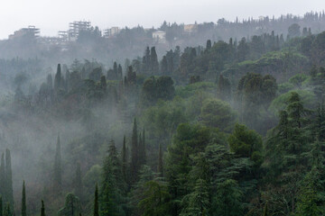 Top view of a park with coniferous trees shrouded in mist on a winter cloudy day in a snowless winter