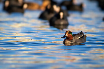 Swimming duck. Eurasian Teal. (Anas crecca) Blue water background. 