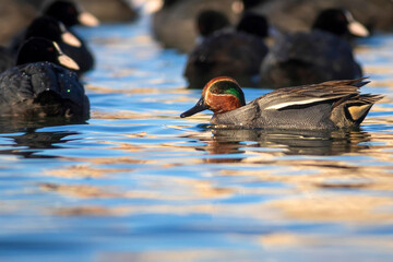 Swimming duck. Eurasian Teal. (Anas crecca) Blue water background. 