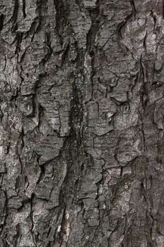 texture of a poplar tree bark. closeup nature background