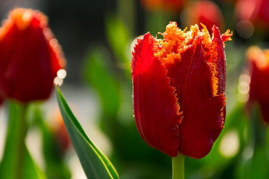 blooming red tulip flowers in the garden. plant in morning dew. beautiful floral season background on a bright summer day