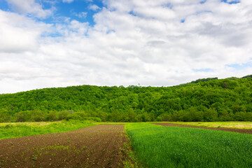 narrow arable on the rural field. beautiful mountain landscape in springtime. sunny weather with clouds on the sky