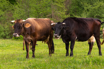 Naklejka na ściany i meble cattle grazing on the pasture. countryside landscape in spring. nature scenery with cows on a grassy meadow by the forest. concept of sustainability in agriculture