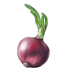 Hand painted red onion digital illustration