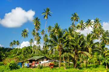 Fototapeta na wymiar Typical house in Bouma village surrounded by palm trees on Taveuni Island, Fiji