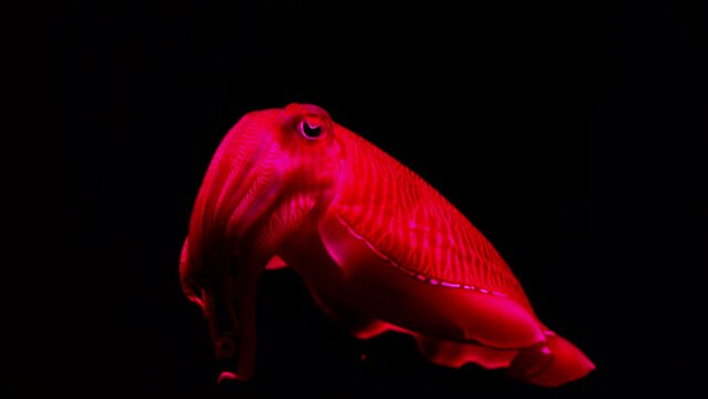 common cuttlefish close-up, on a black background, funny aquarium pet