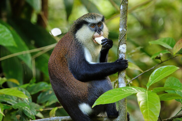 Mona monkey eating in a tree, Grand Etang National Park, Grenada.