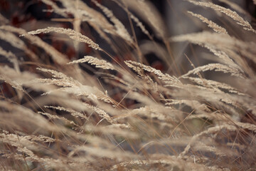 grass in the wind