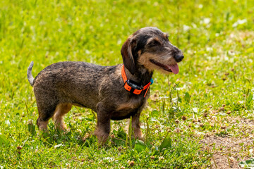 Dog breed rough-haired dachshund (wire haired dachshund) in the park on the grass in sunny weather
